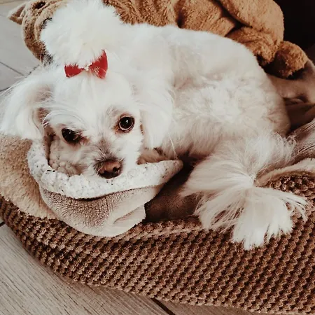 Prywatne Lotnicza 民宿 *