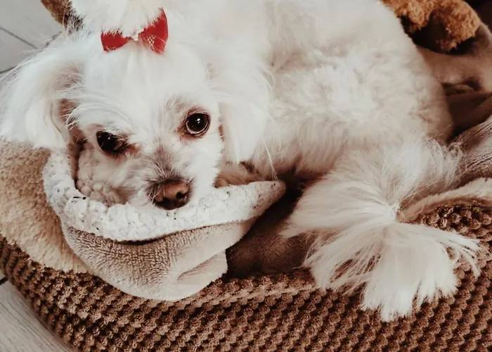 Prywatne Lotnicza בית אירוח *